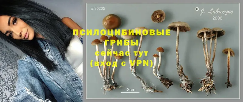 Галлюциногенные грибы Psilocybe  площадка официальный сайт  Алапаевск 